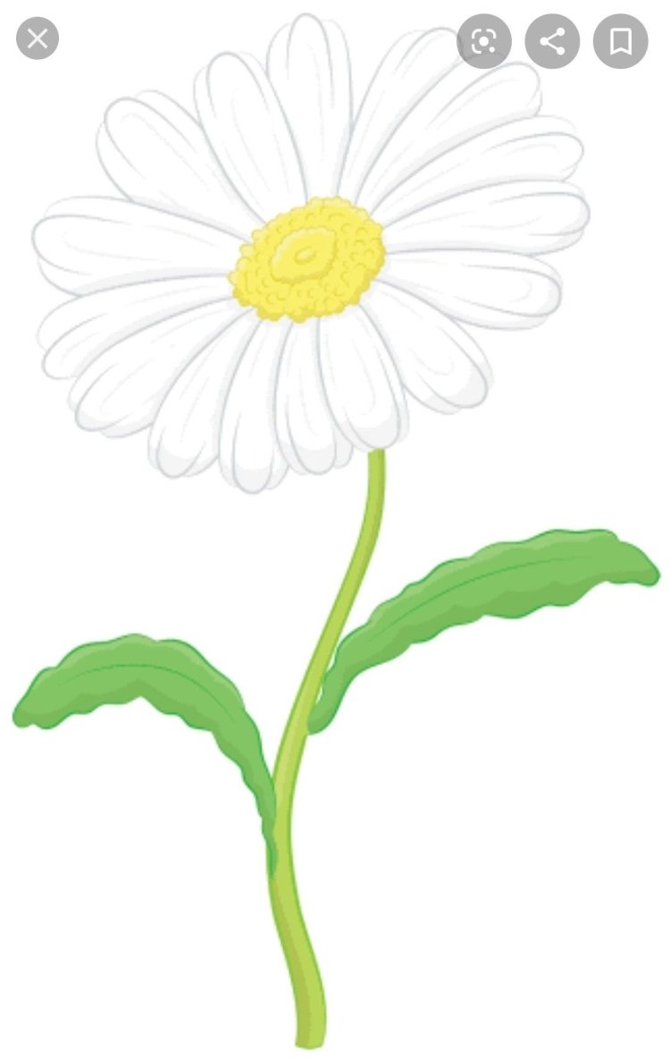 Цветик семицветик Ромашка 6 лепестков