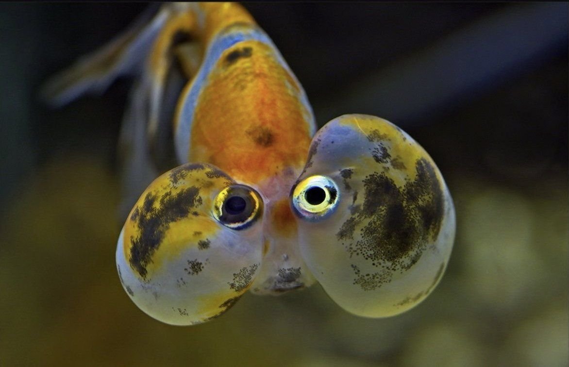 Рыба Звездочет аквариумная