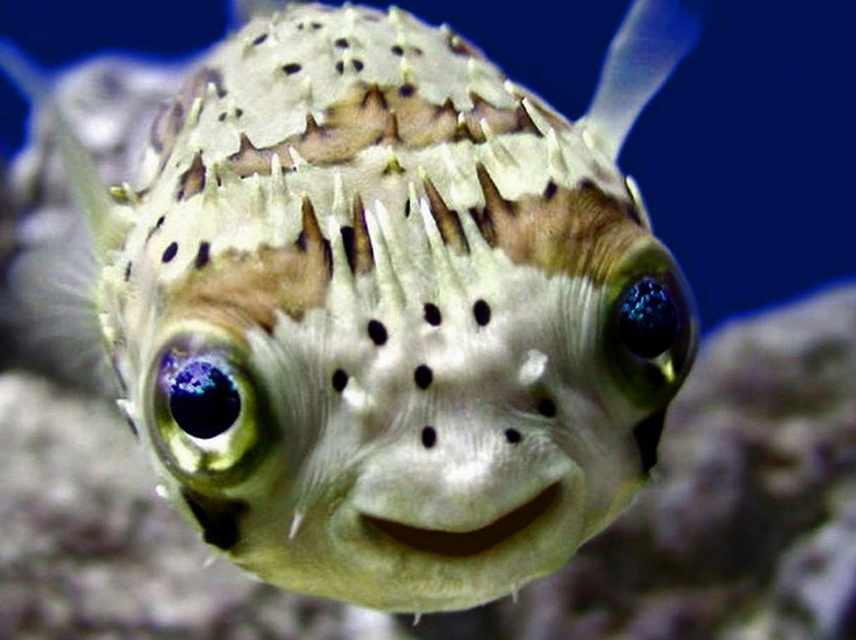 Рыба фугу малек