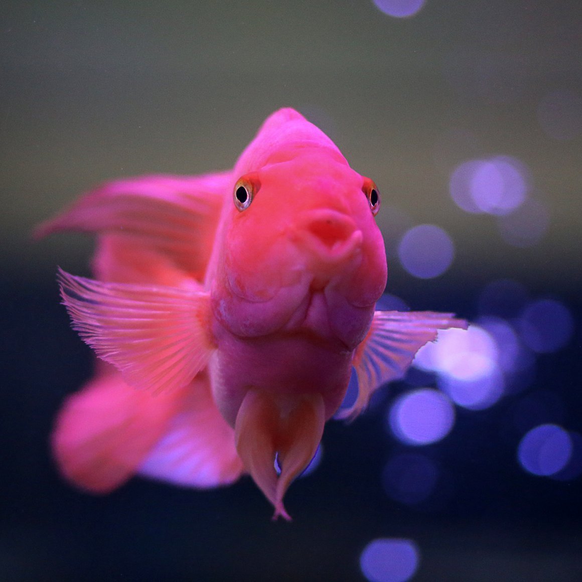 Милые рыбки