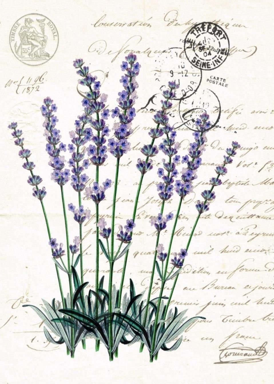 Ботанический атлас Лаванда