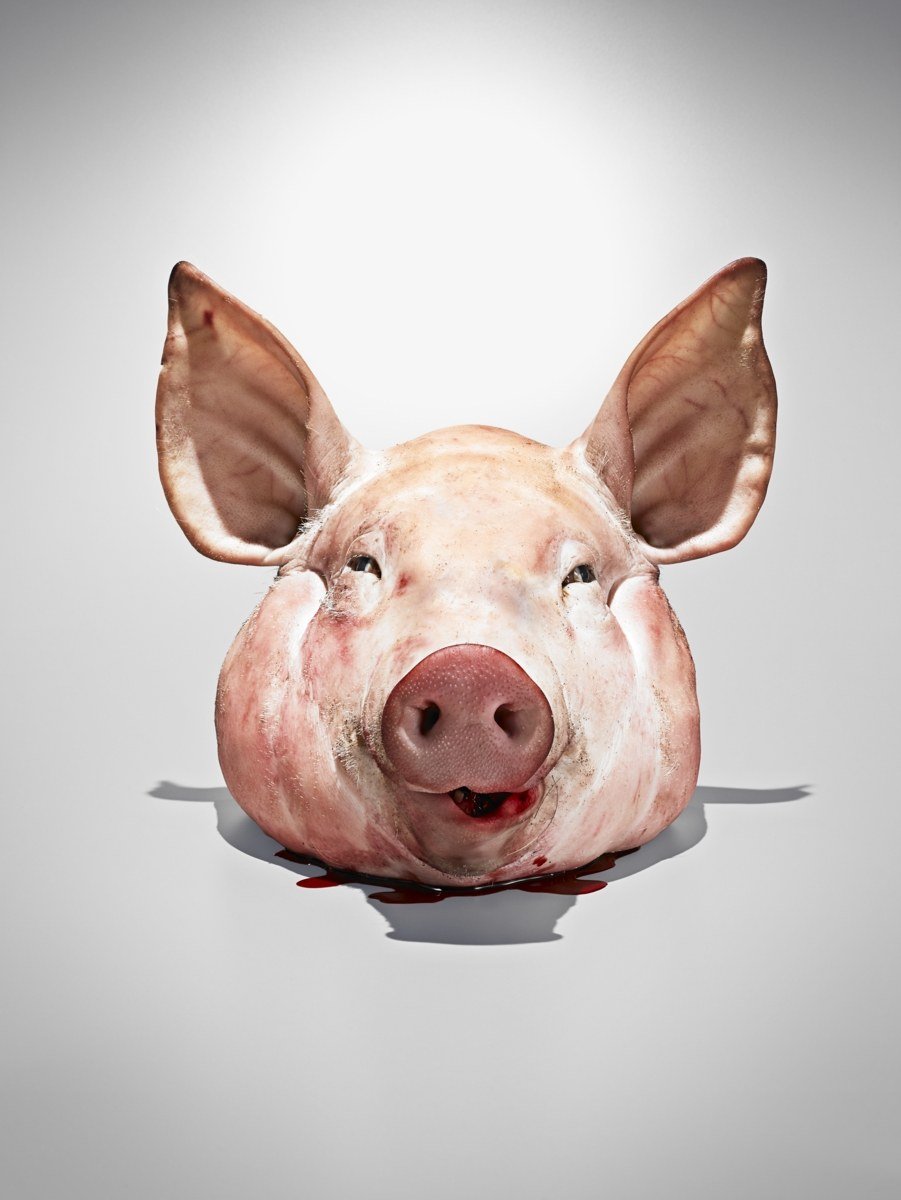 Морда свиньи на белом фоне