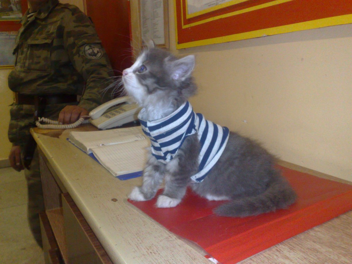 Спокойной ночи, Медвежонок!