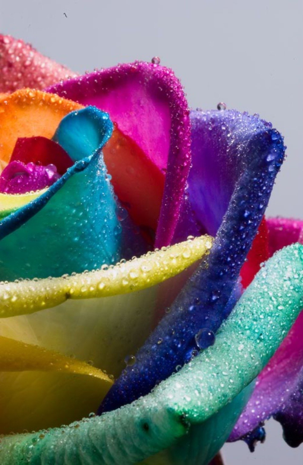 Радужные цветы