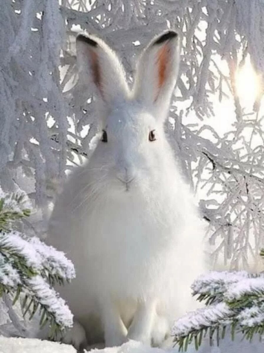 Новогодний заяц