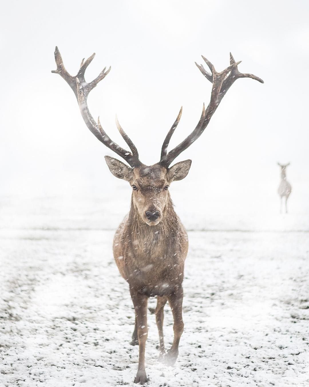 Мультяшное лицо оленя