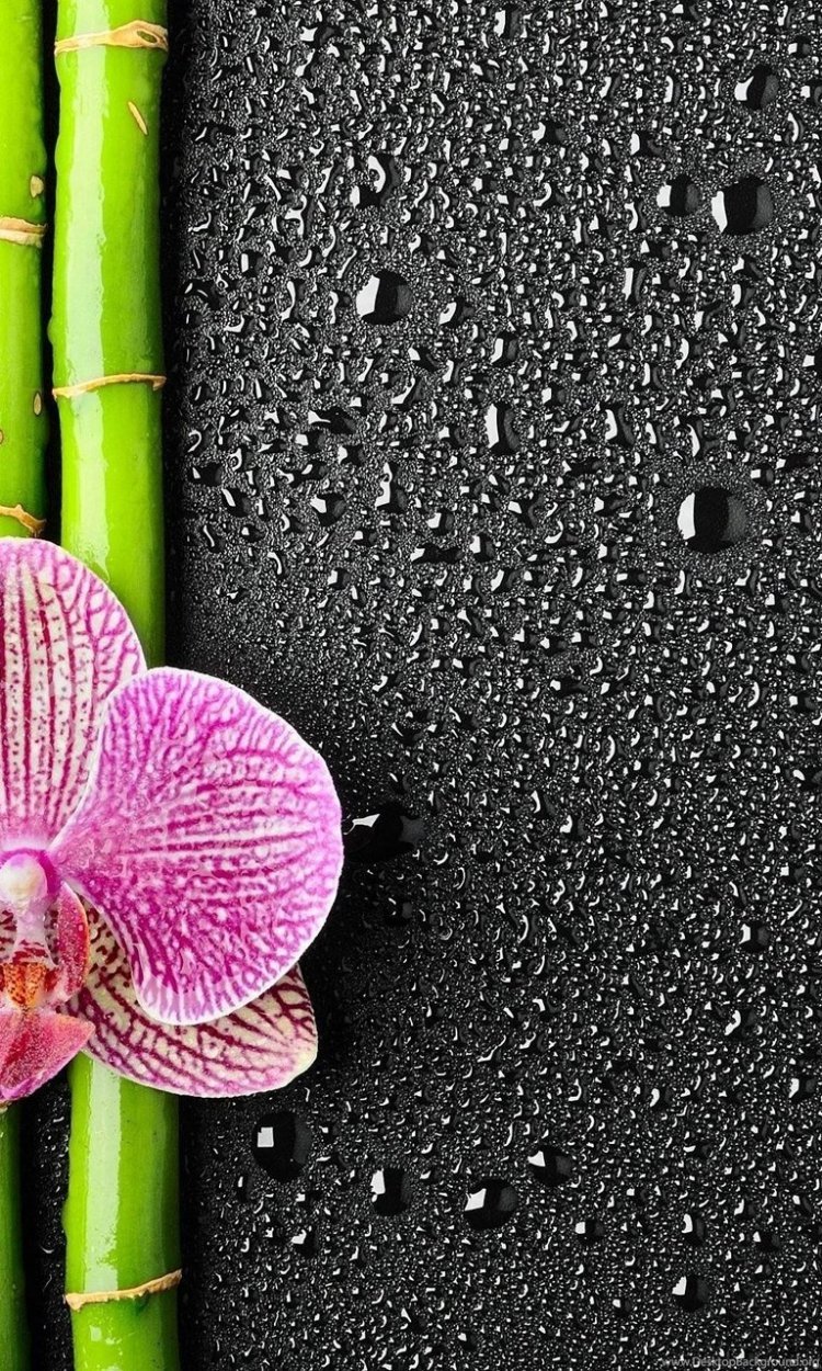 Фотообои для телефона вертикальные