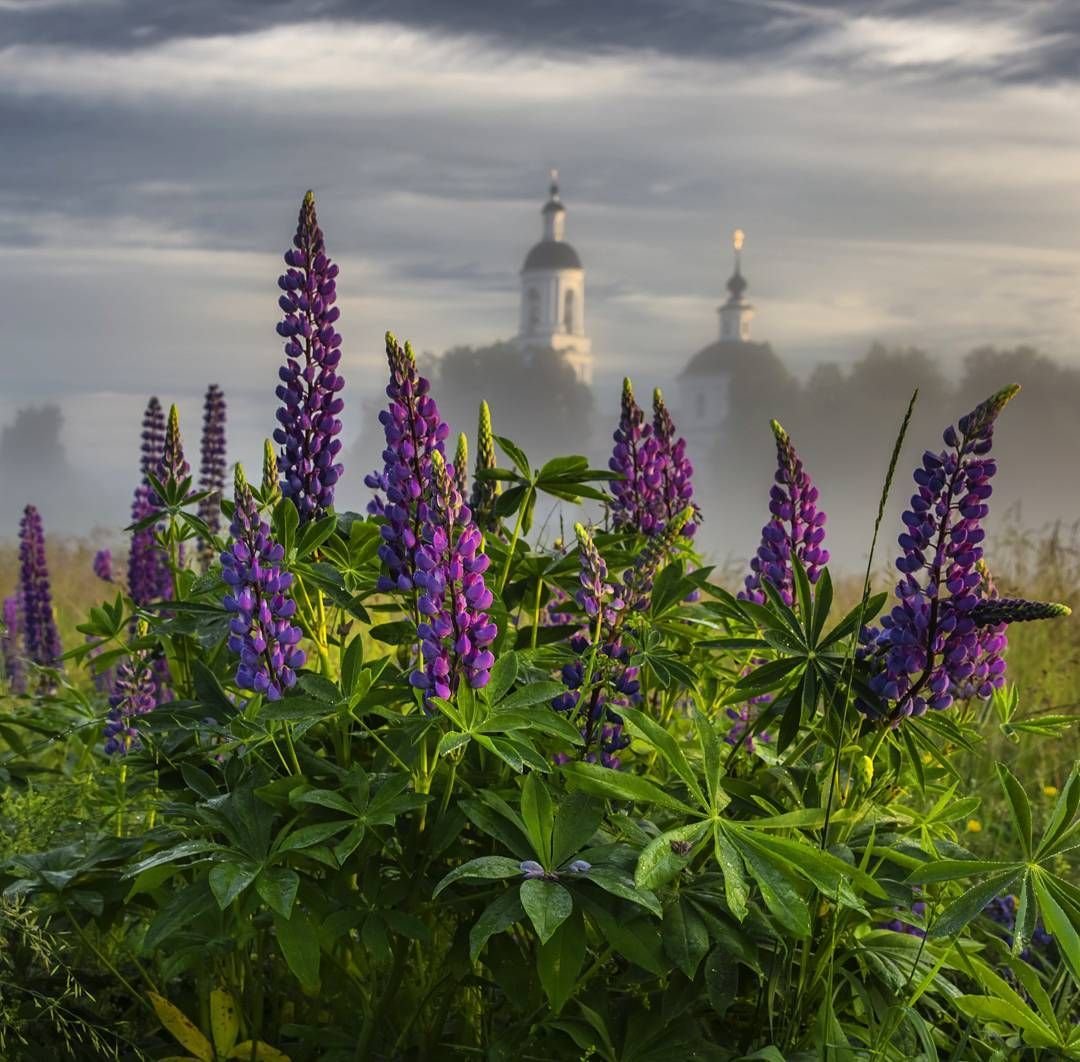 Слава беброу