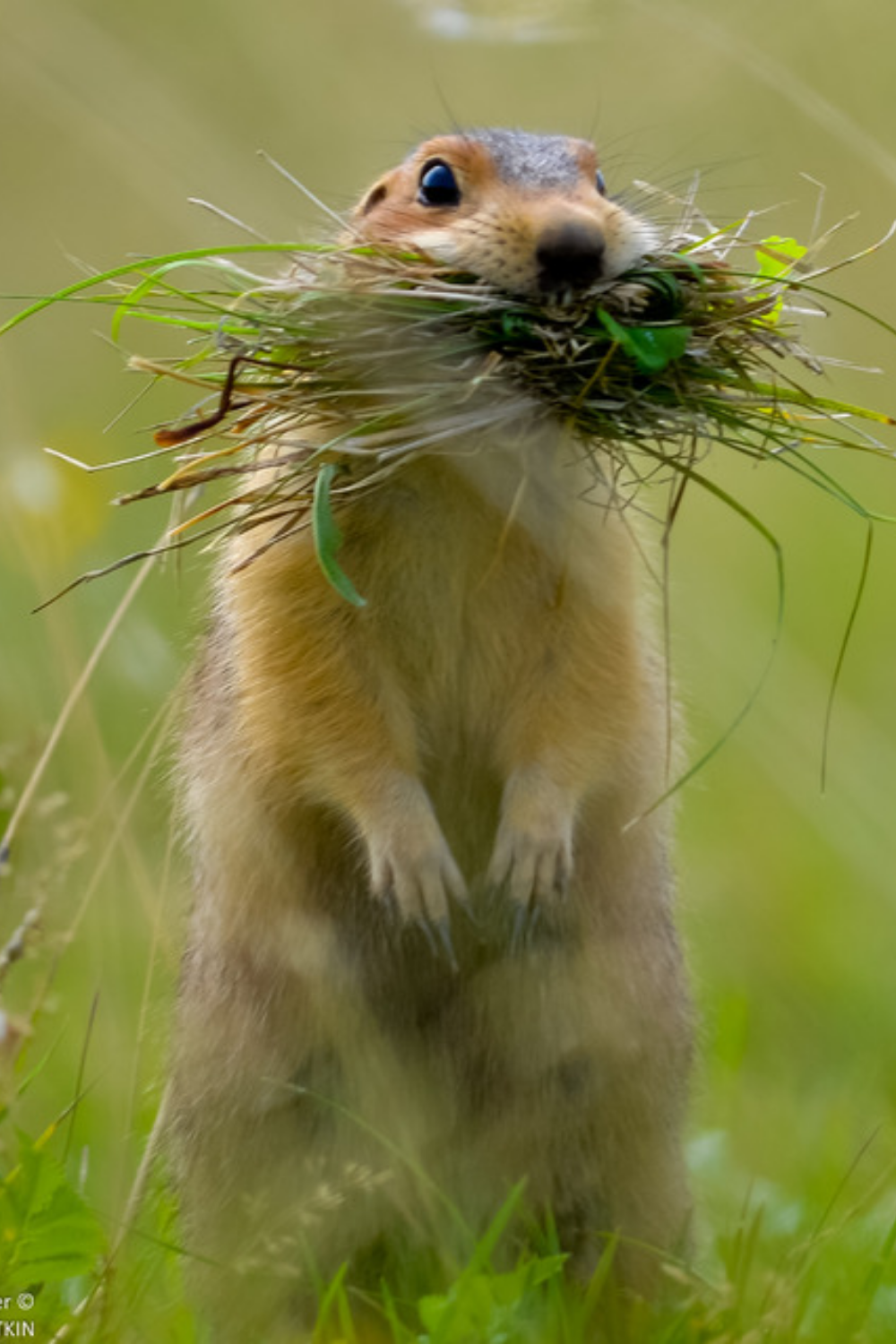 Сурок на белом фоне