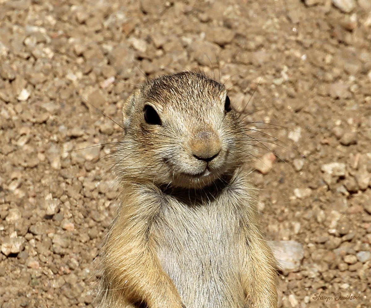 Сурок мультяшный