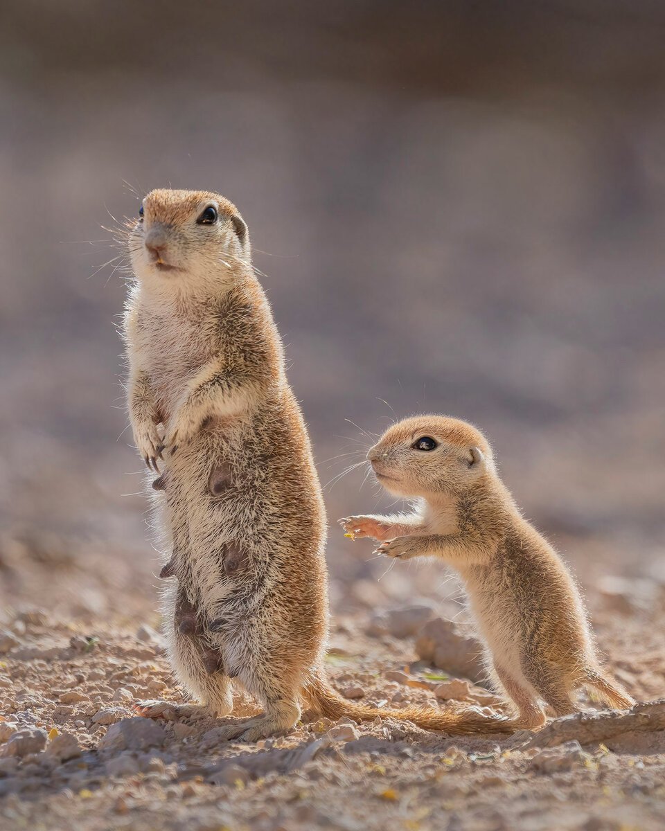 Ондатра суслик