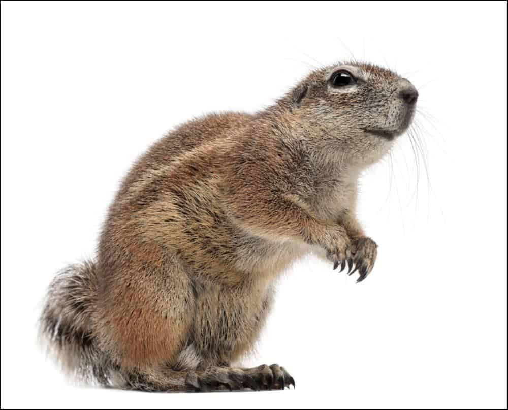 Сурикат мультяшный