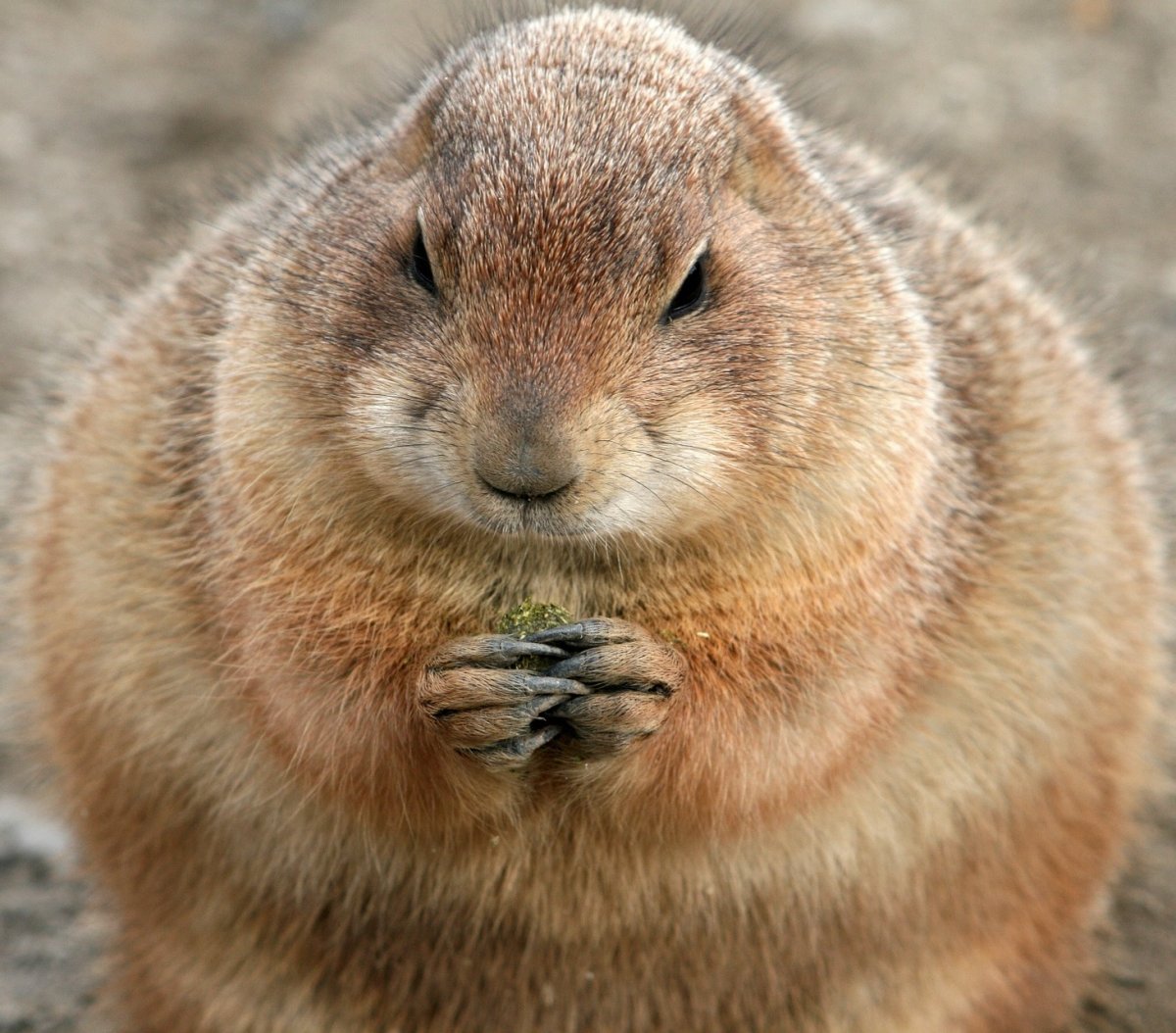 Суслик с загадочным взглядом