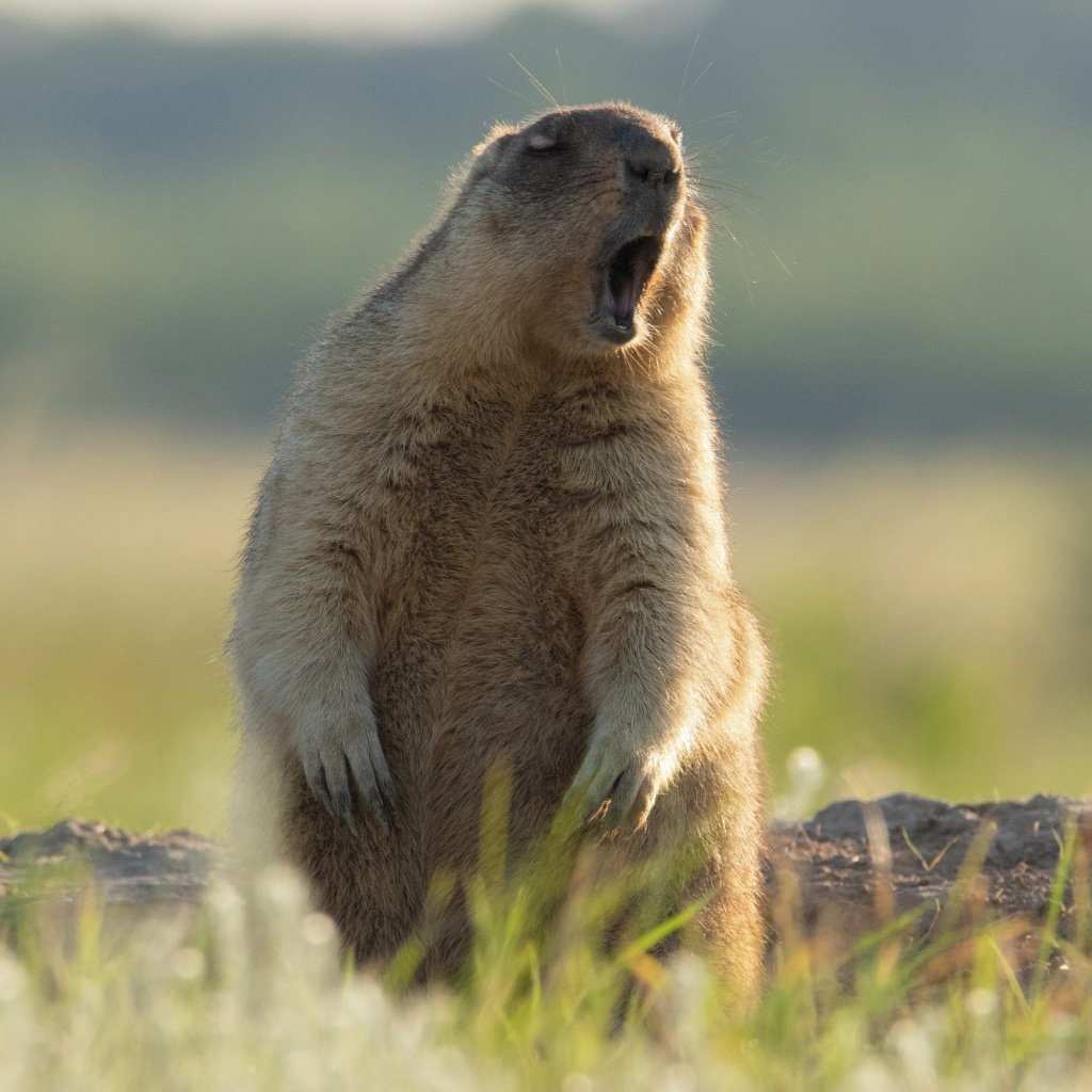 Суслик на белом фоне