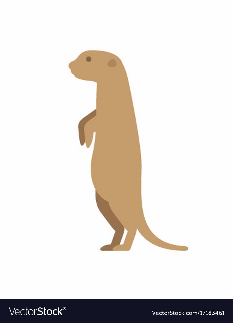 Сурок-Байбак белый