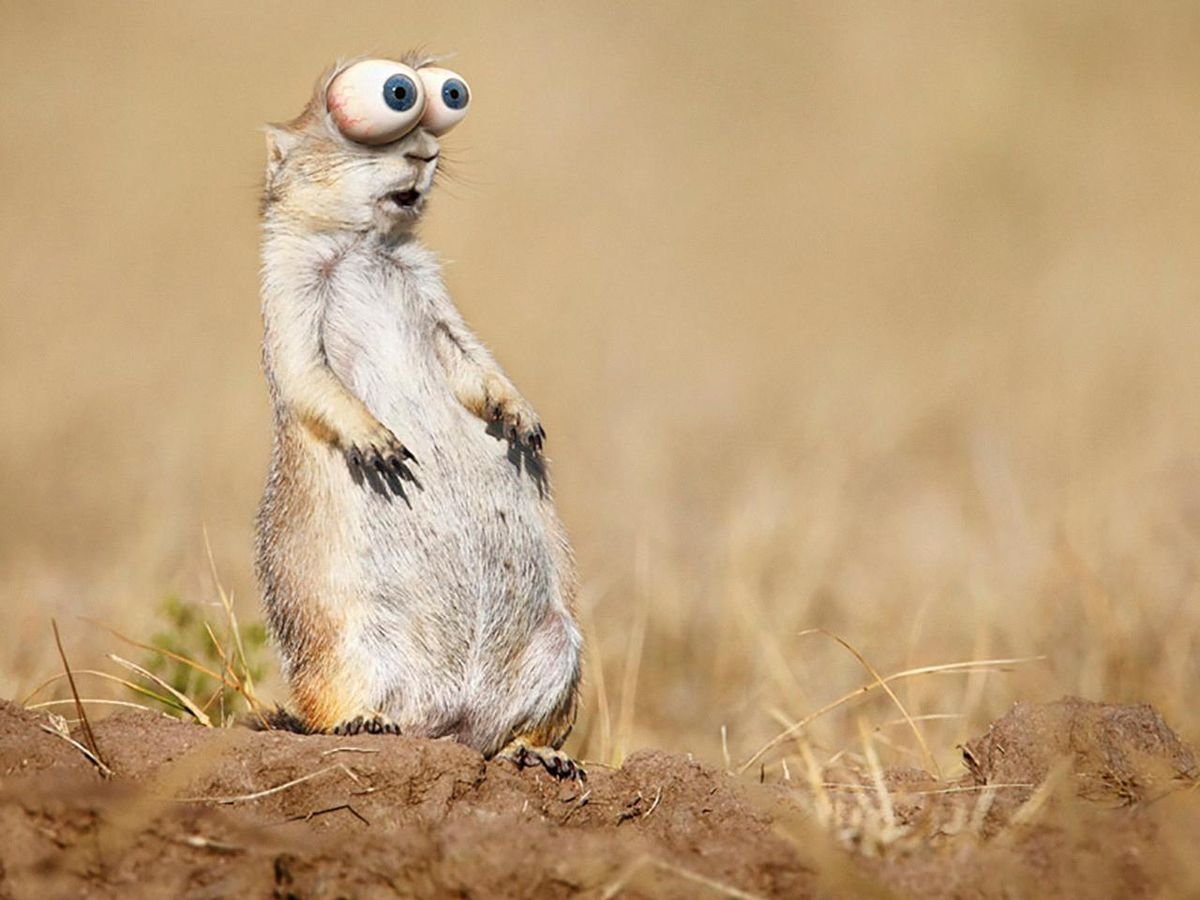 Злой суслик