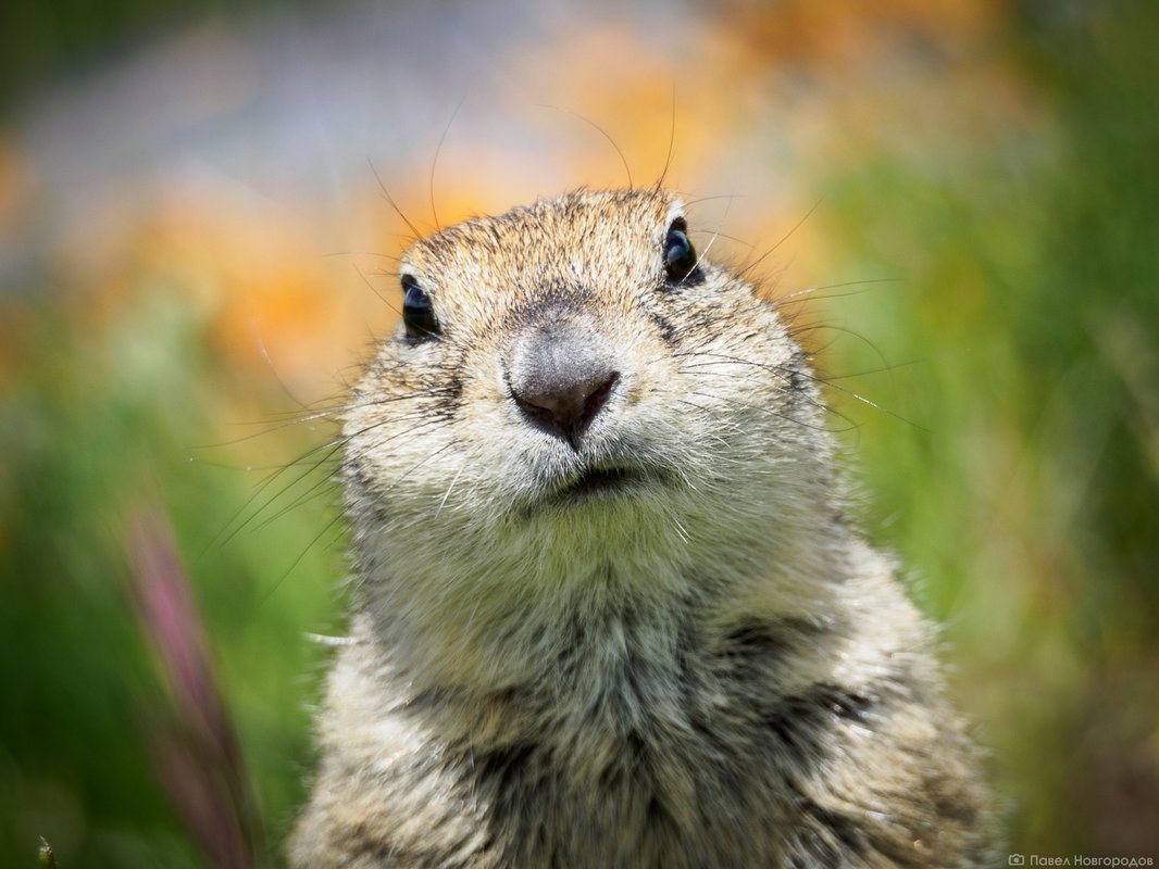 Умный суслик