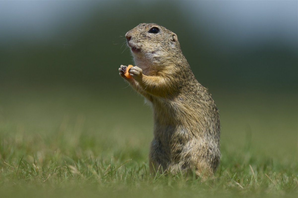 Суслик картинка для детей