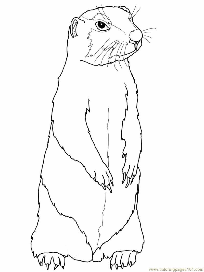 Барсук Байбак