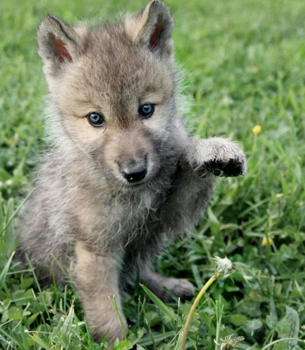 Сериал Волчонок выпускной