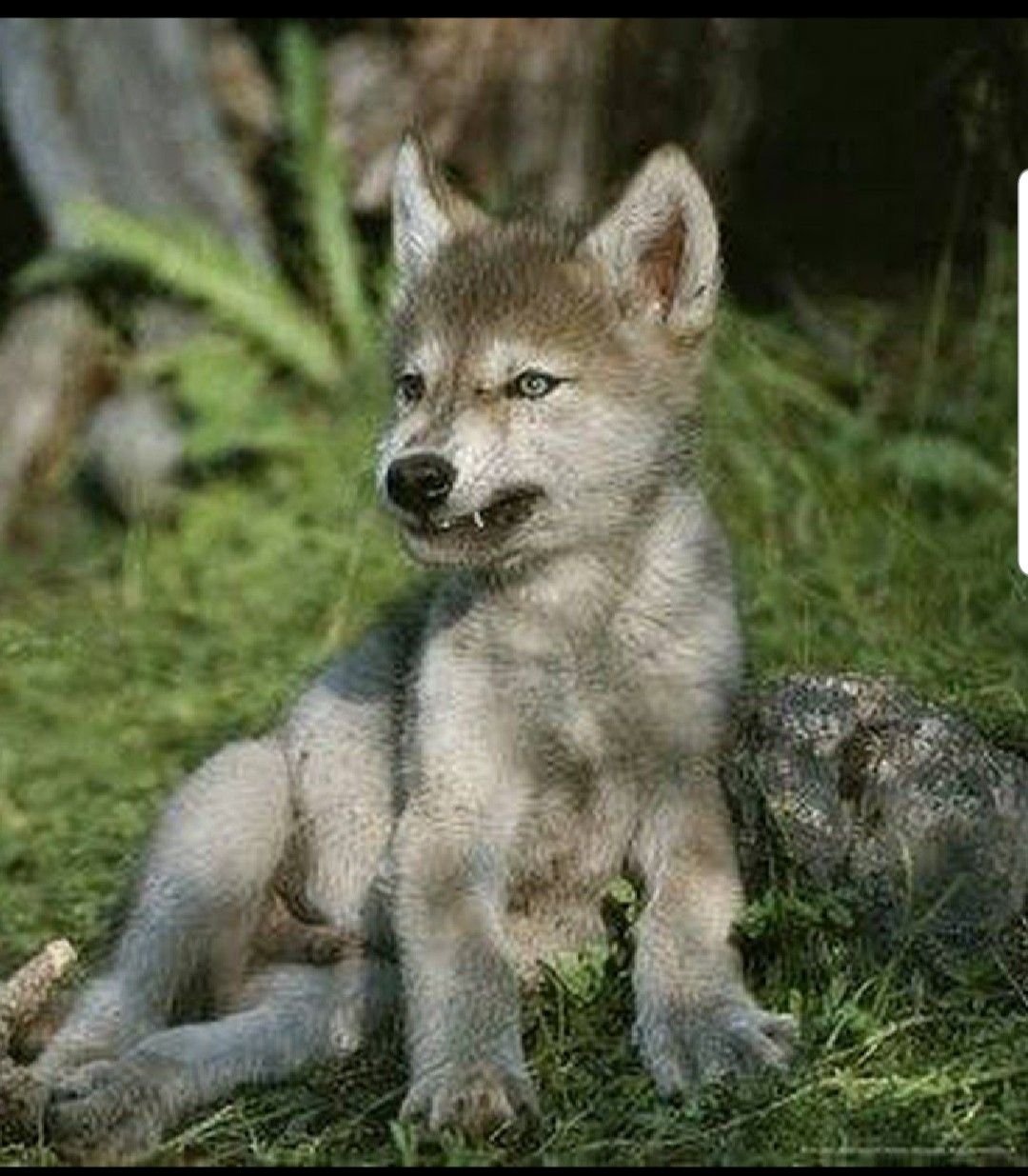 Стикеры из сериала Волчонок