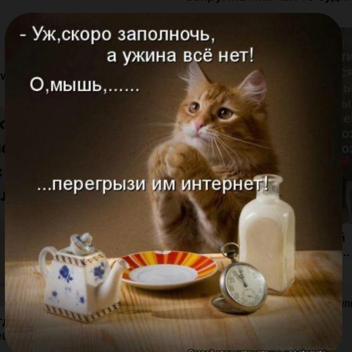 Хочу кушац кот