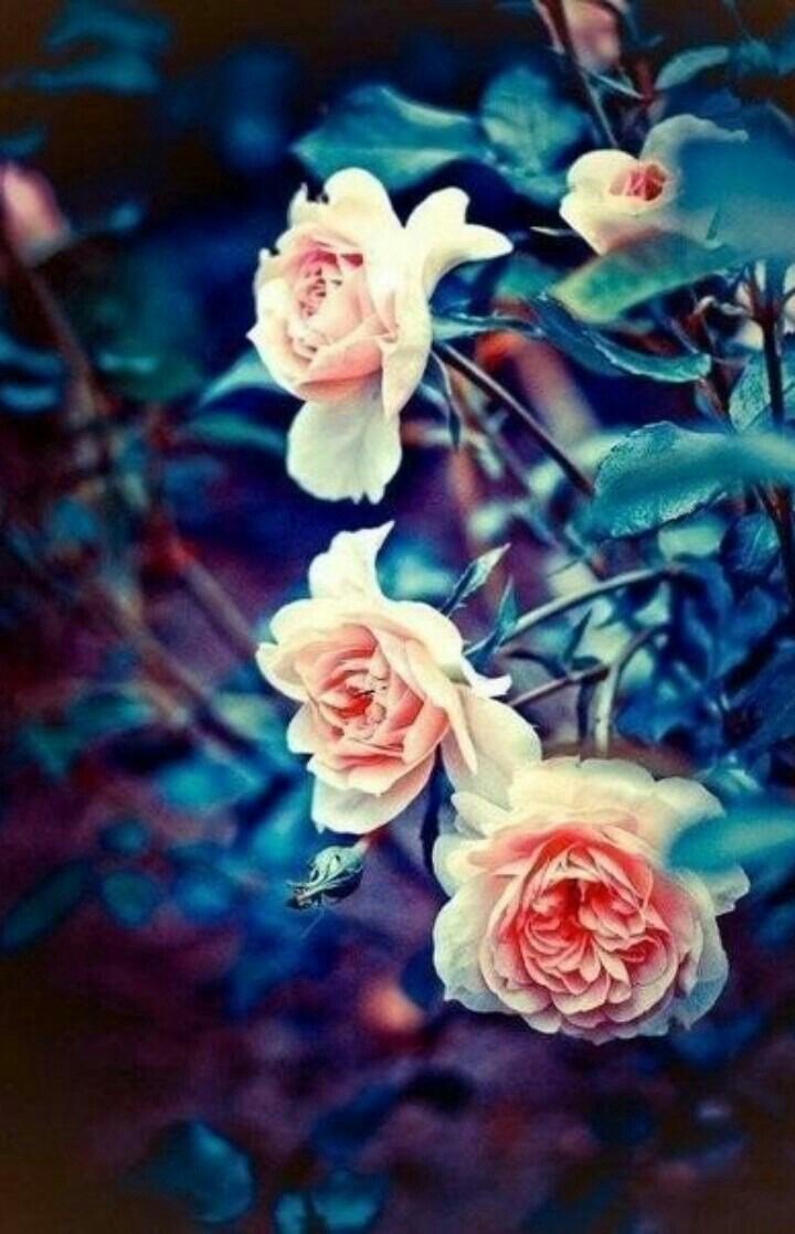 Крутые цветы