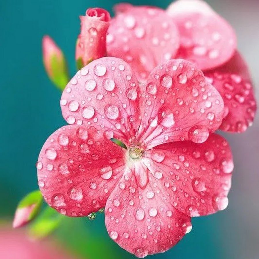 Красивые цветочки