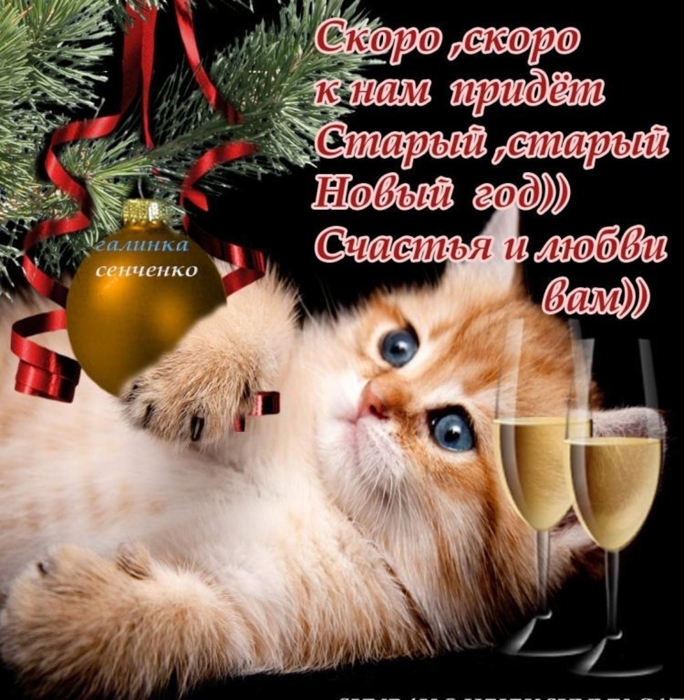 Новогодние коты