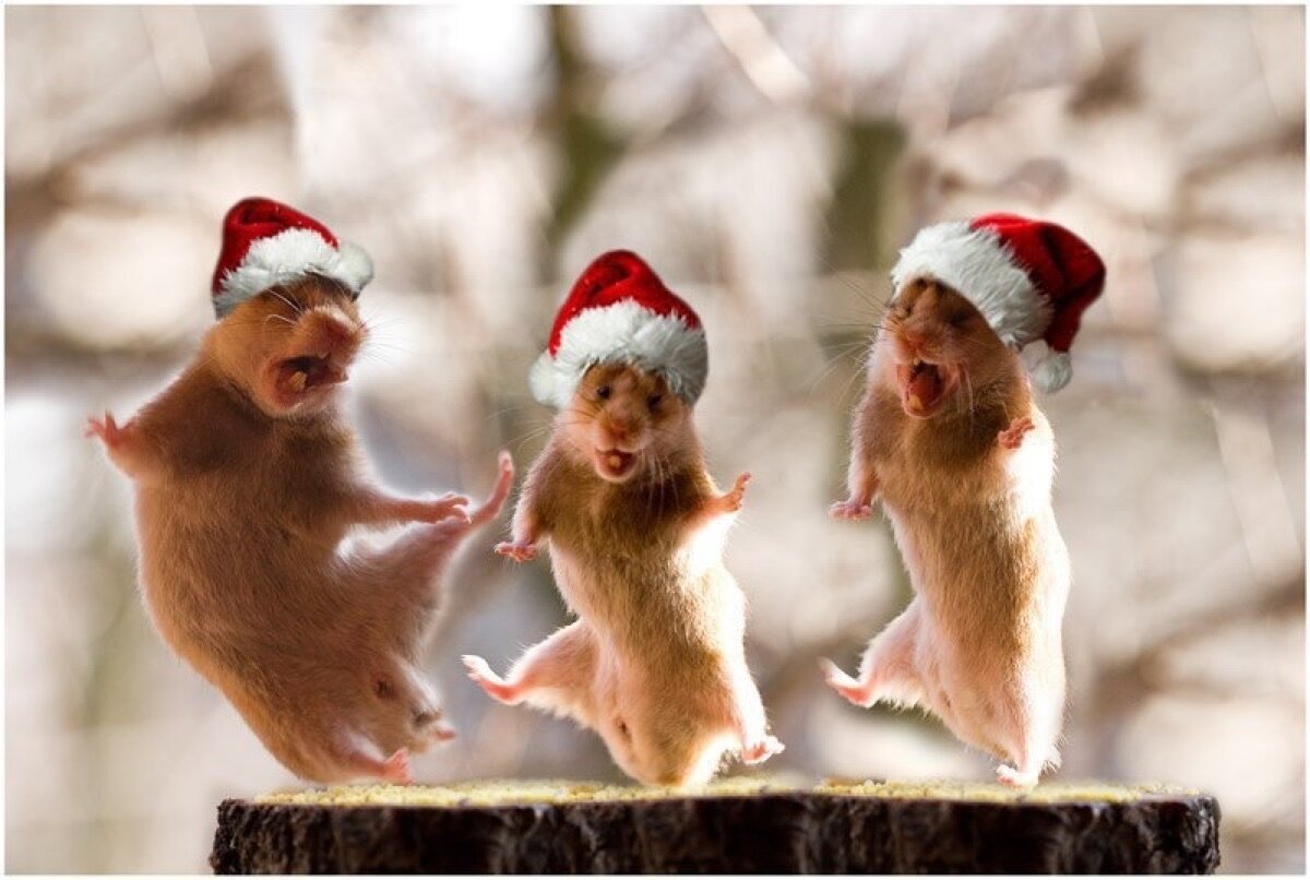 Поздравление с старым новым годом с приколом