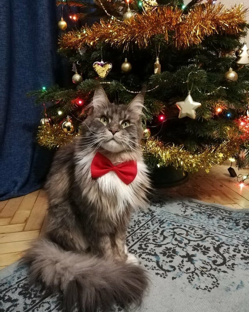 Кошки новый год