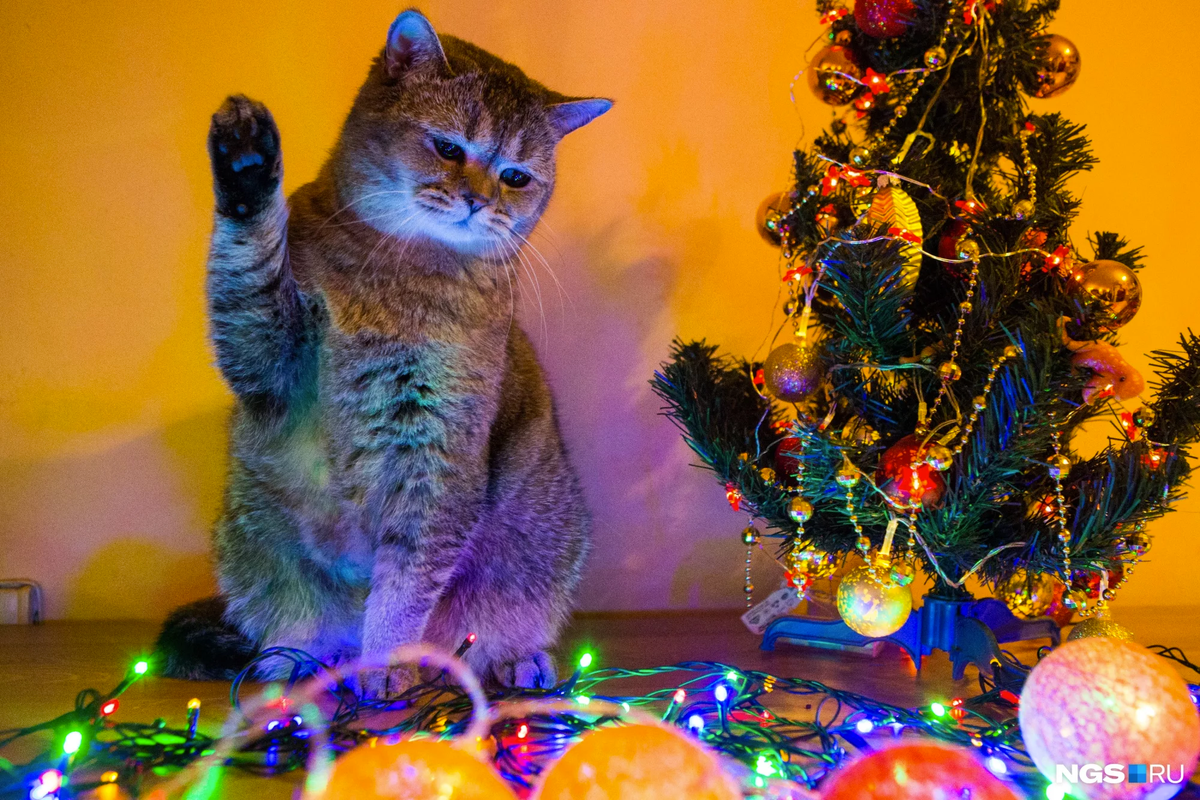 Кошки новый год