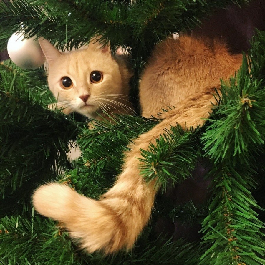 Елка и рыжая кошка