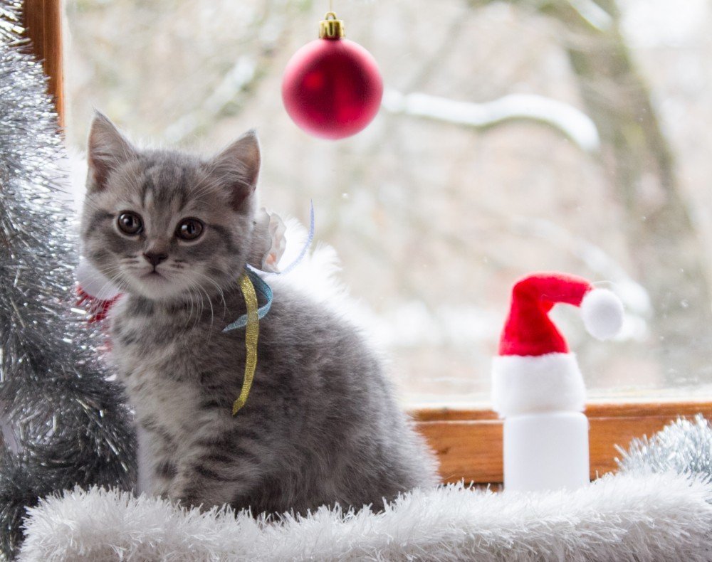Новогодние котята