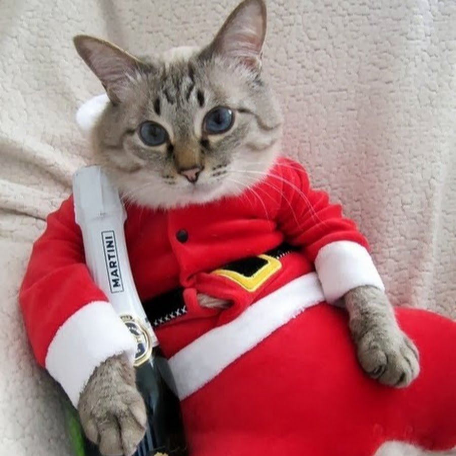 Новогодний кот с бутылкой