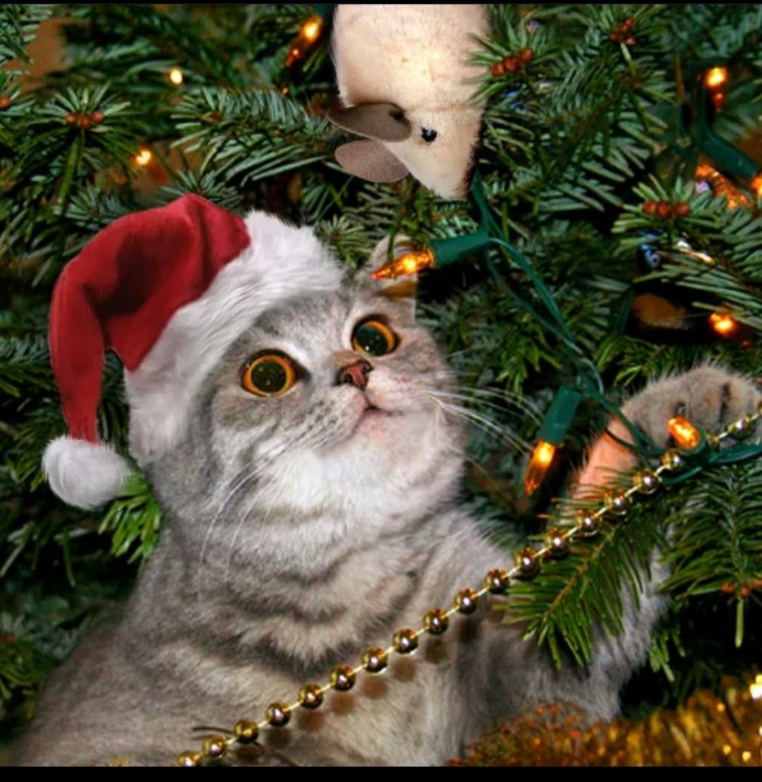 Кошки новый год