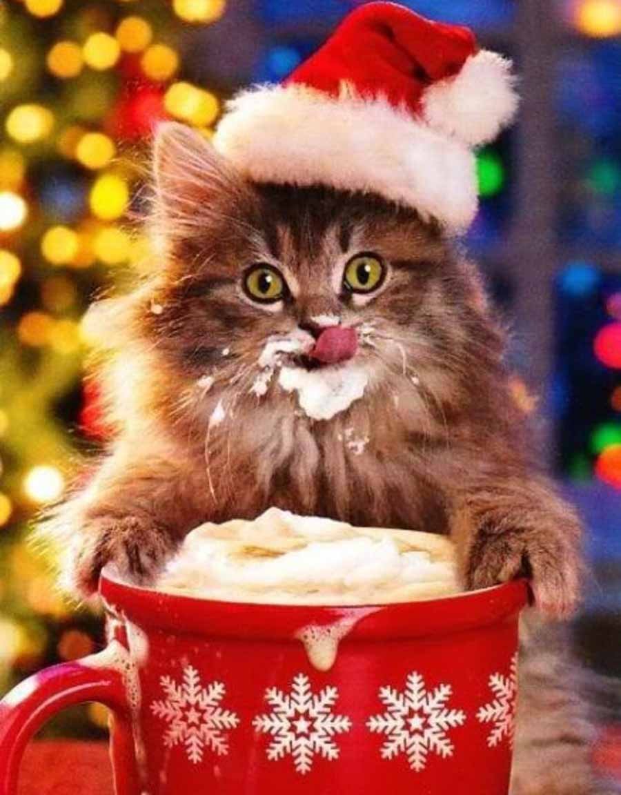 Новогодние котята