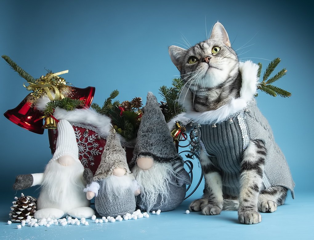 Новогодний котик