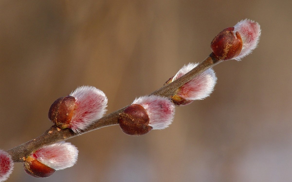 Верба дерево