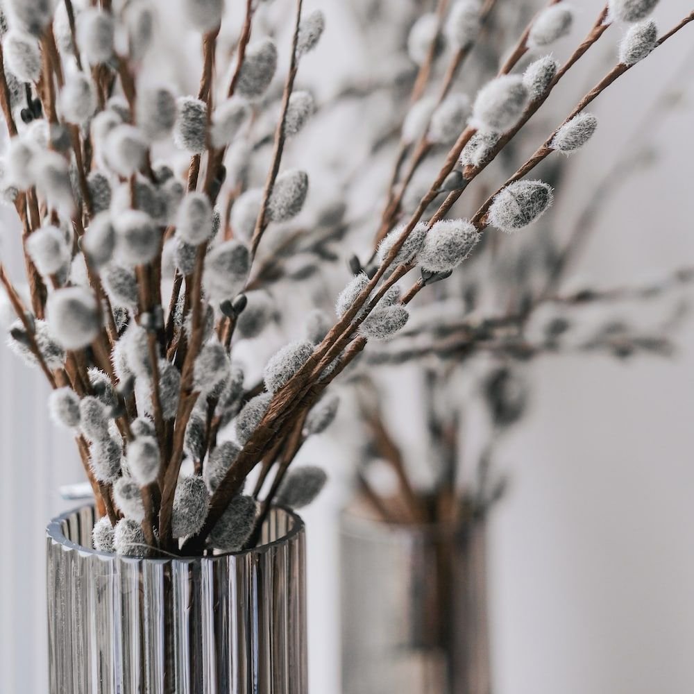 Разноцветная Верба