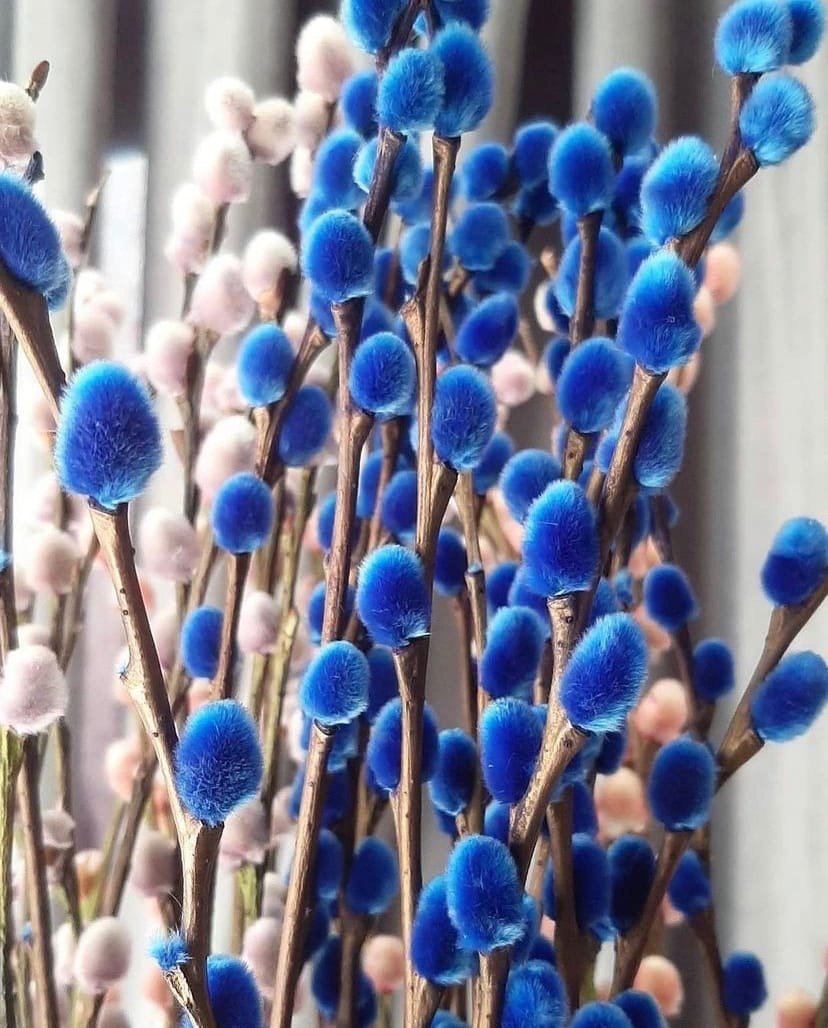 Ветка вербы