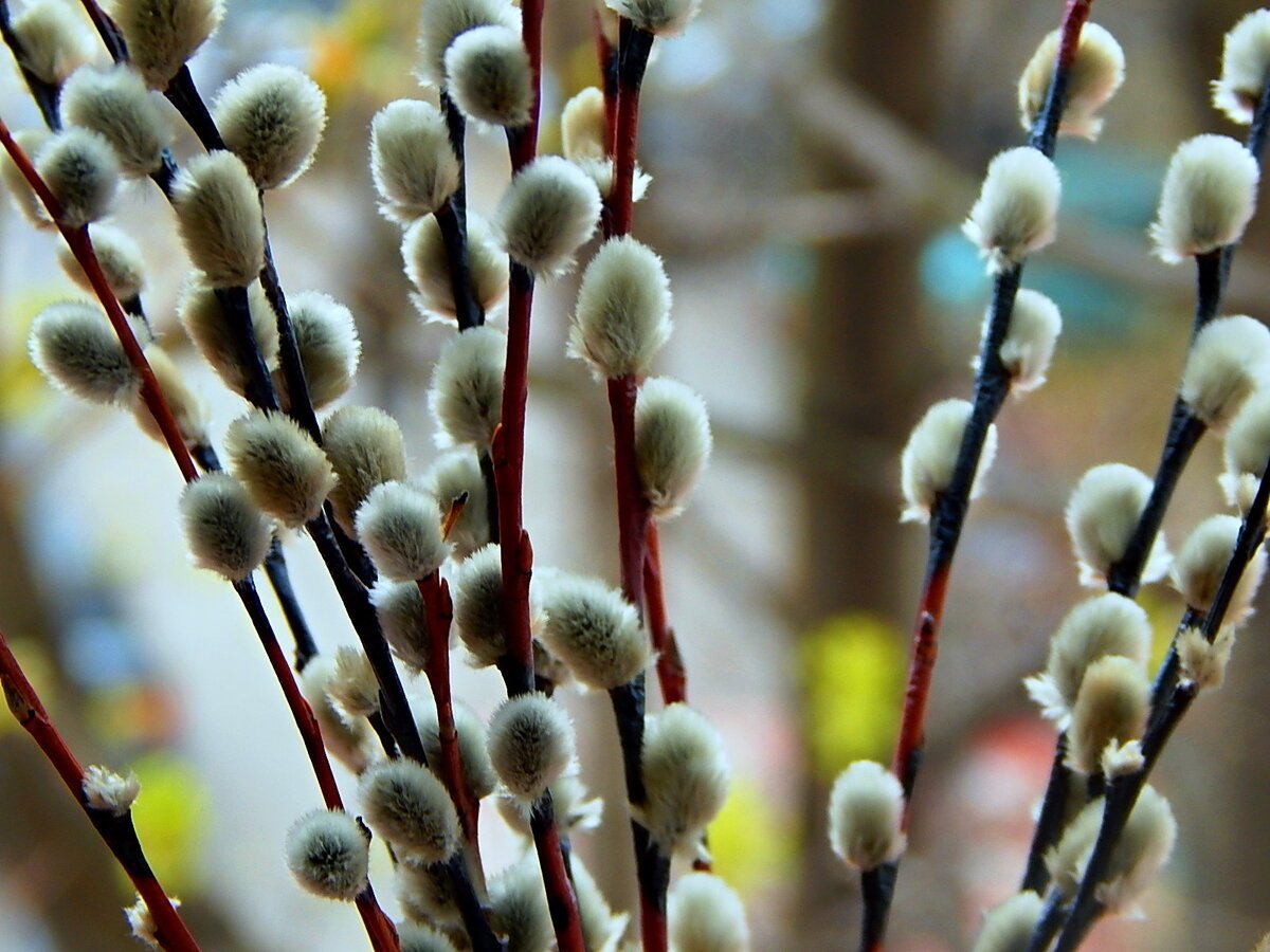 Верба растение