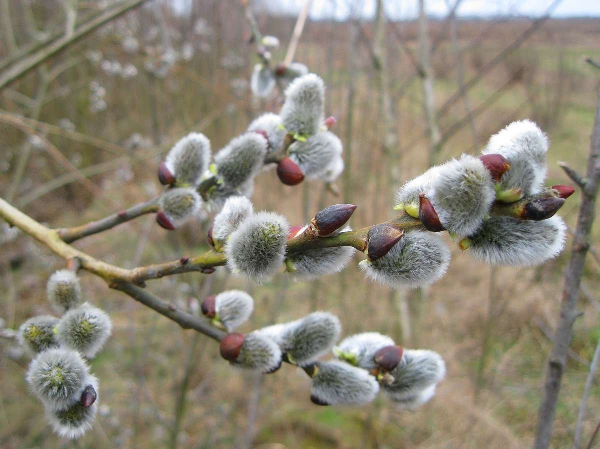 Ива Верба весной