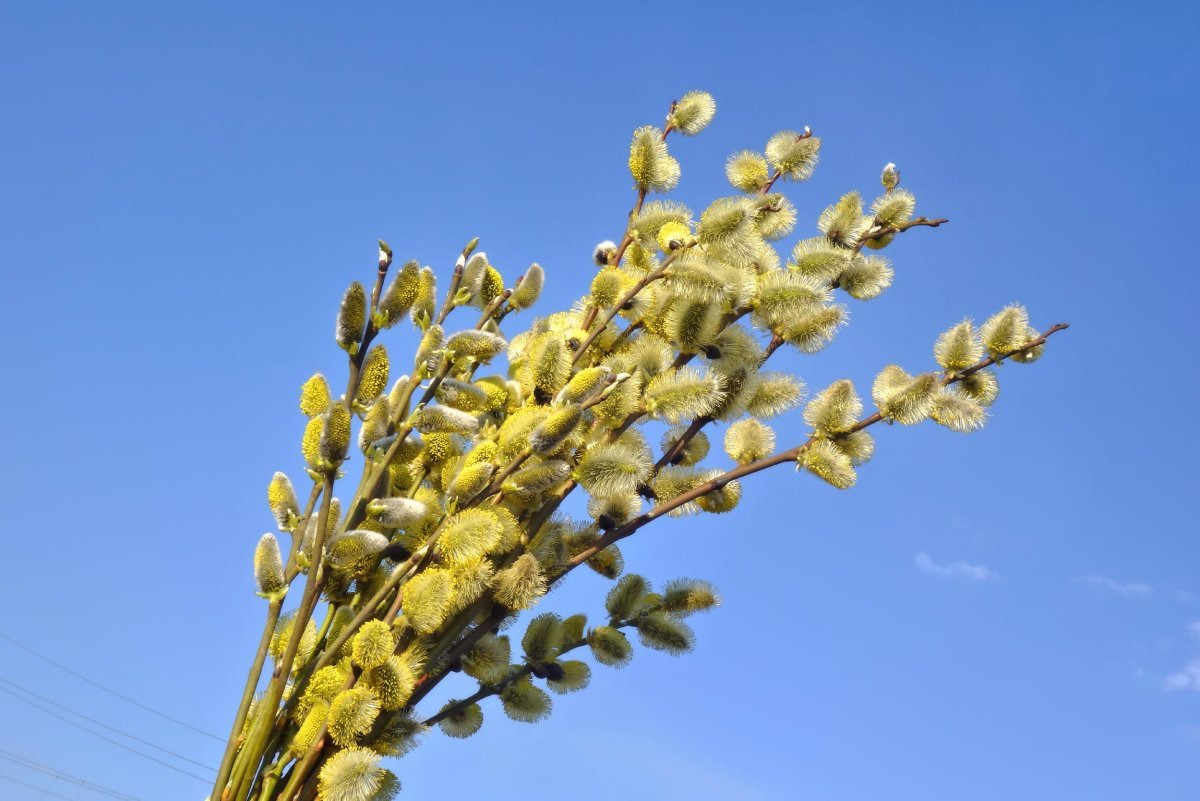 Соцветие вербы