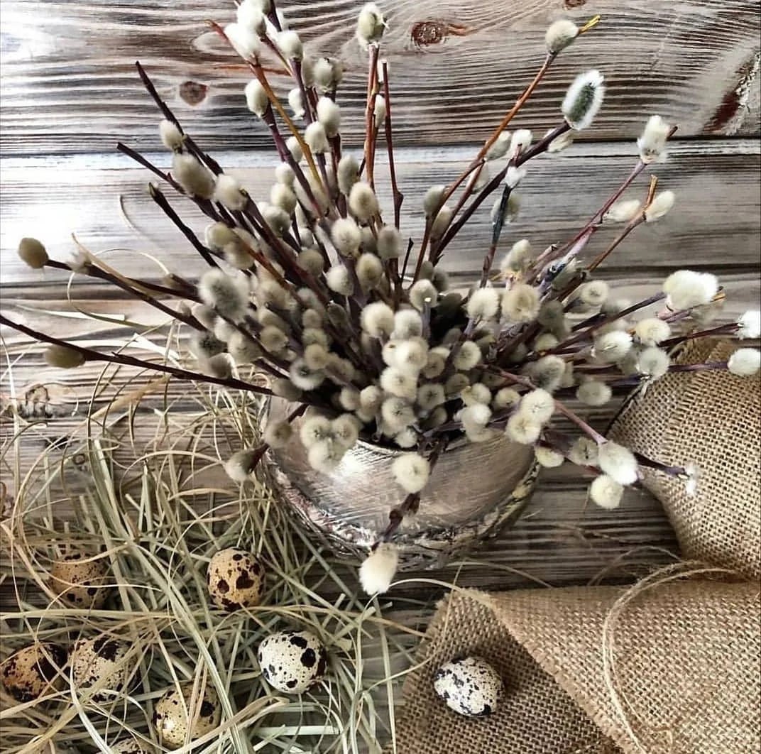 Почки ивняка