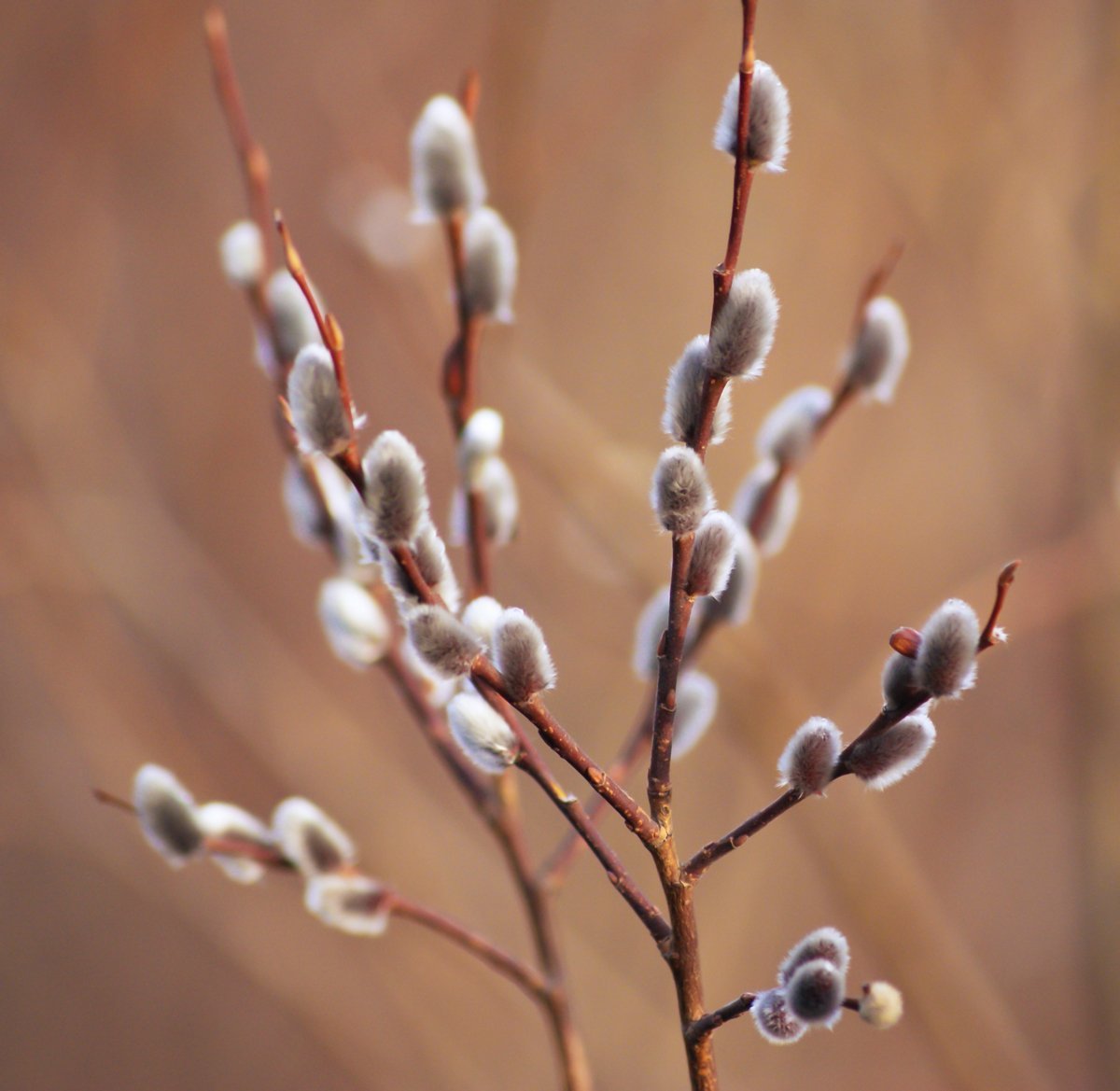 Цветет верба картинки