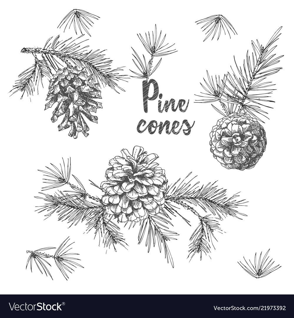 Новогодние веточки скетч