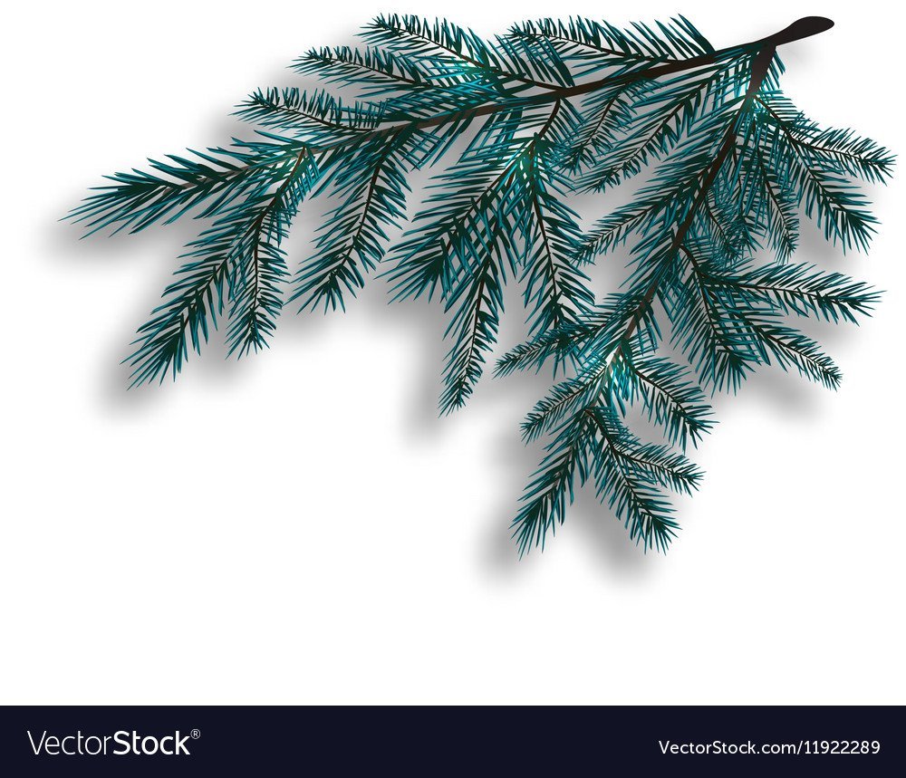 Ветви голубой ели вектор