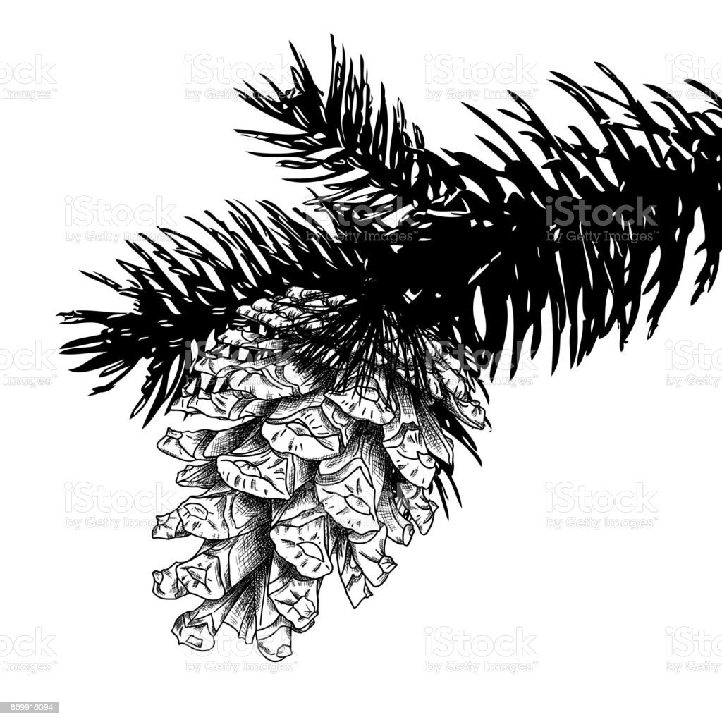 Рисование ветка ели с шишками