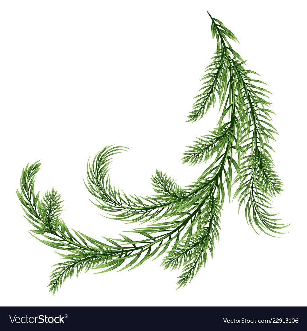 Ветки ели для пригласительных